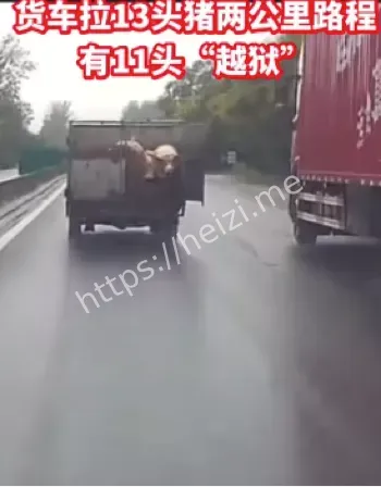 运猪车辆栏门锁